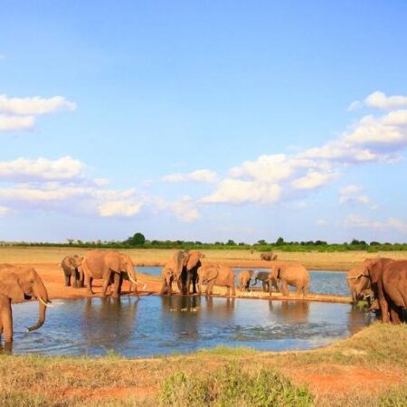 Marvel at the majestic elephants of Tsavo, famous for their iconic red-dust coats and breathtaking presence.  Experience the magic of Kenya’s wild landscapes with Anamic Adventures.