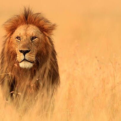 Witness the King of the Wild in its natural home! Experience the thrill of an African safari with Anamic Adventures. Book your adventure today and let the wild call you!